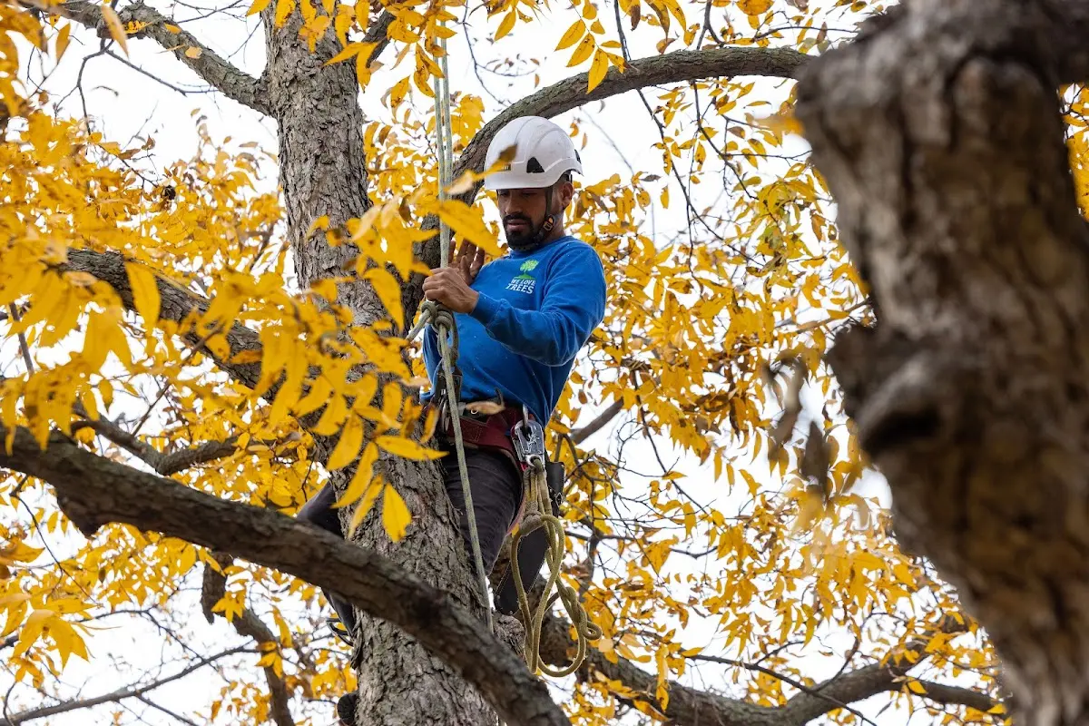 Skilled Tree Planing crew working in Pleasant Plains