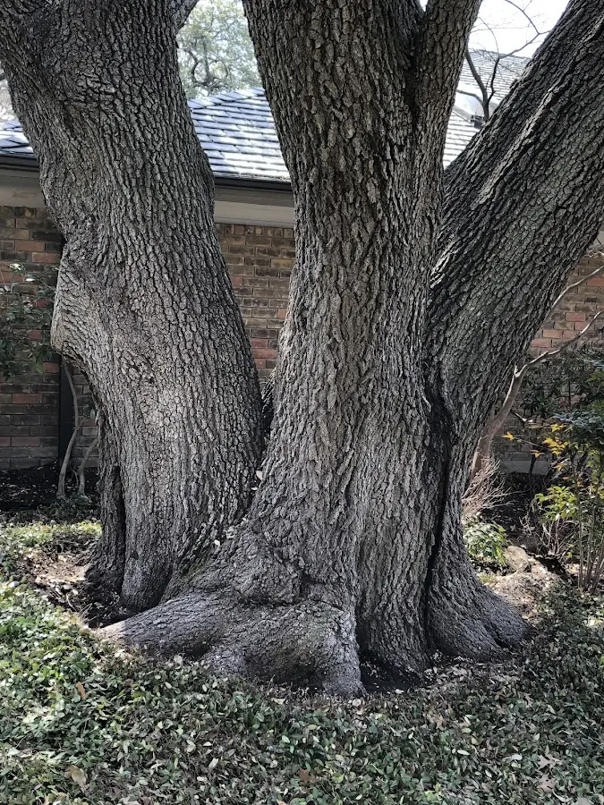 Mature heritage tree close to a Pleasant Plains property cared for by certified arborists